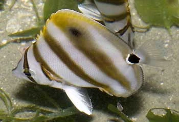 Stribet Sommerfuglefisk (Parachaetodon ocellatus)